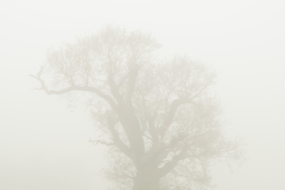  by David Abbott